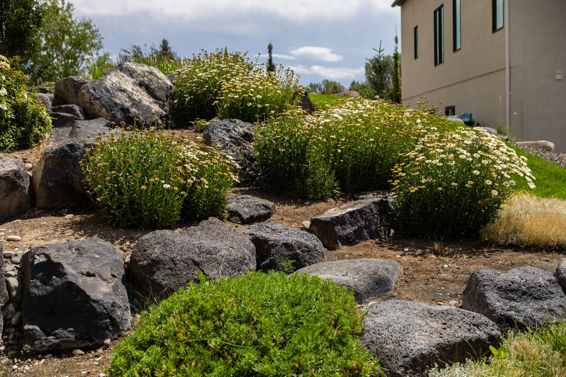landscape maintenance residential rock bed flowering shrubs homeowner yard
