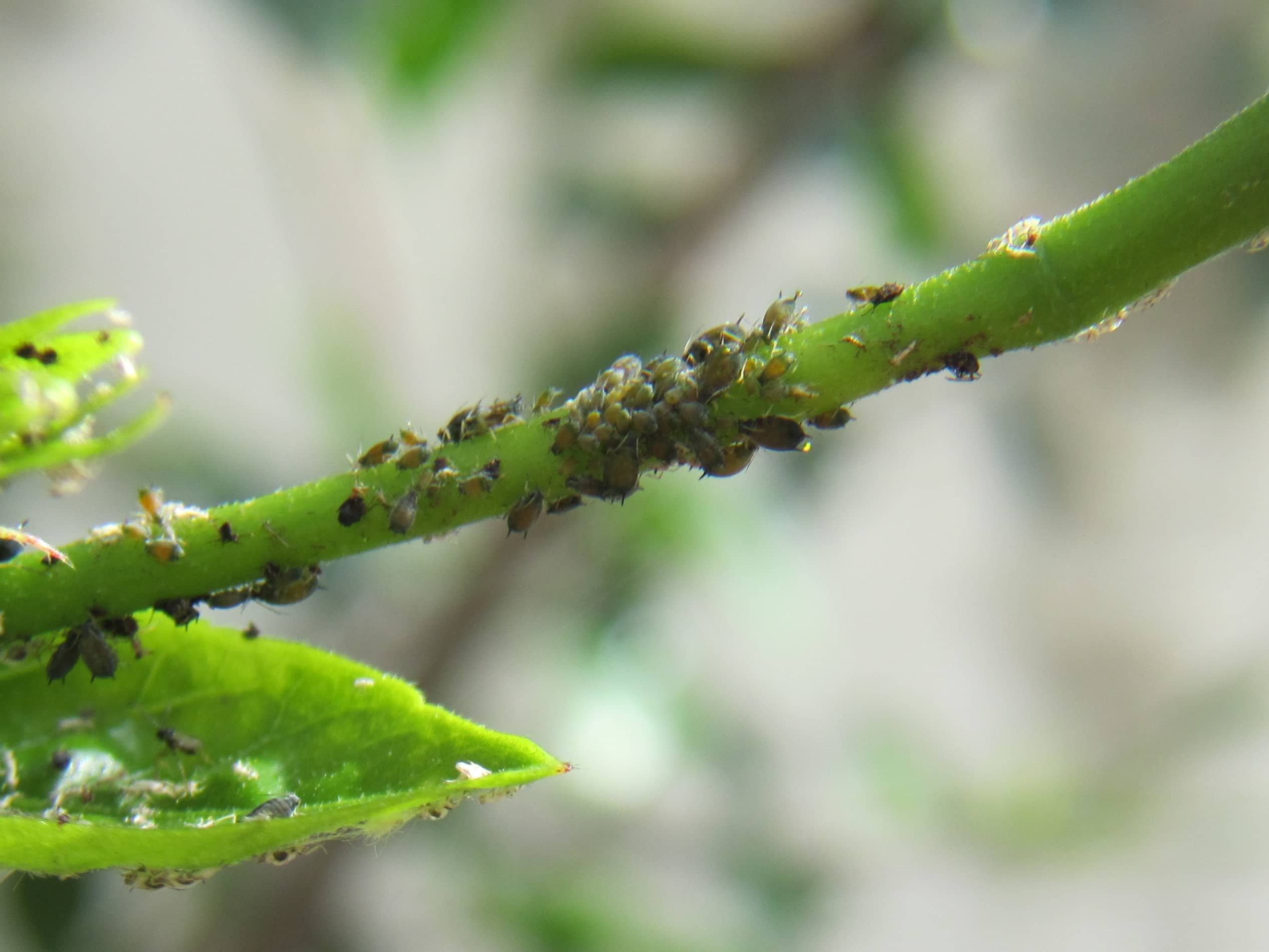 Aphids-on-a-Plant-CC-_1_ (1)