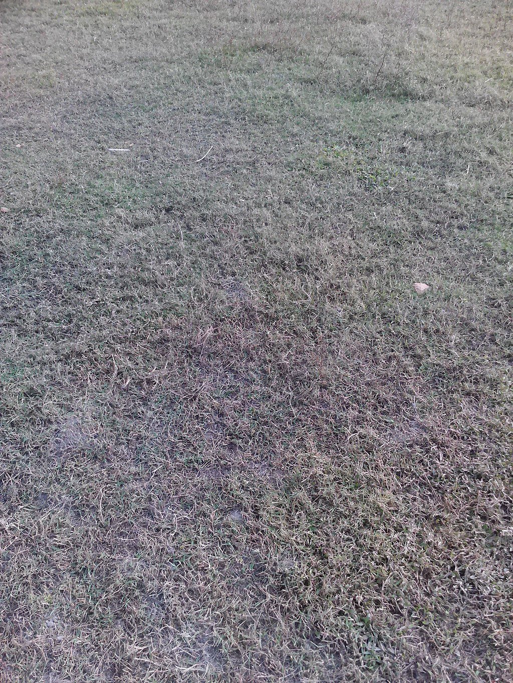 CC-grass in winter
