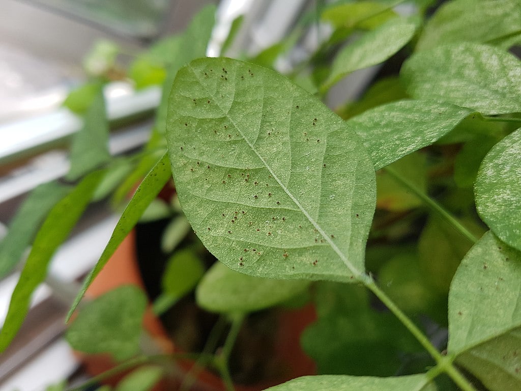 CC- Spider Mites on Leaf
