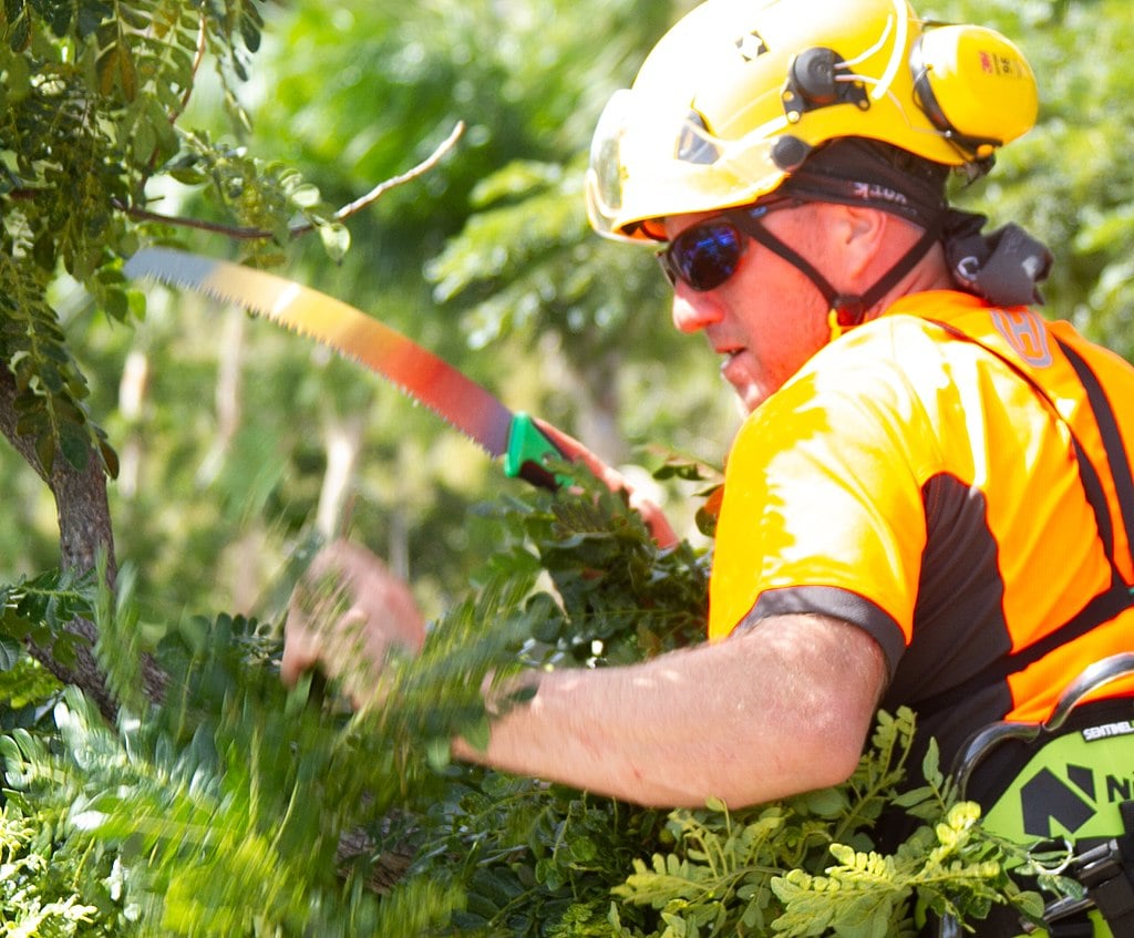 lawn care expert trims trees