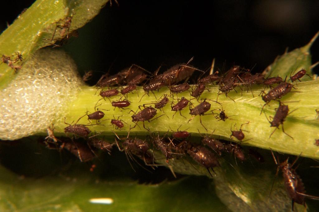Aphid infestation and damage on plant