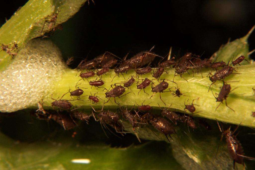 Aphid infestation and damage on plant