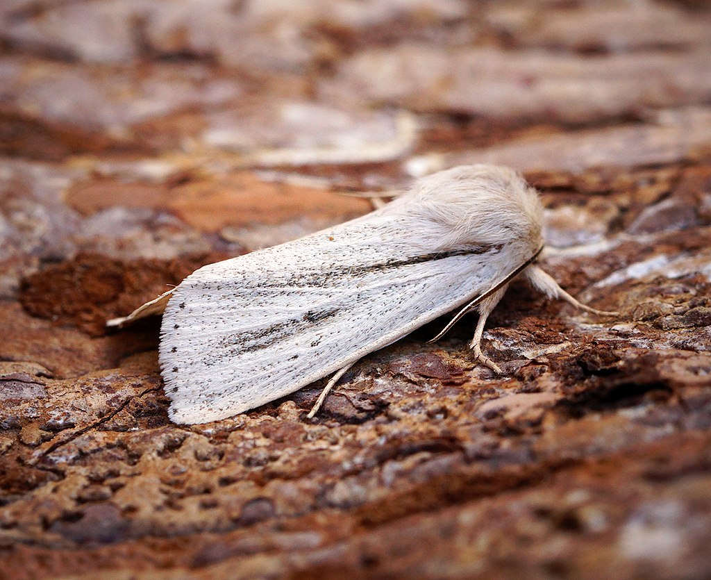 Apple Codling Moth