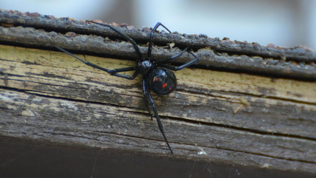 Black Widow Spider on home