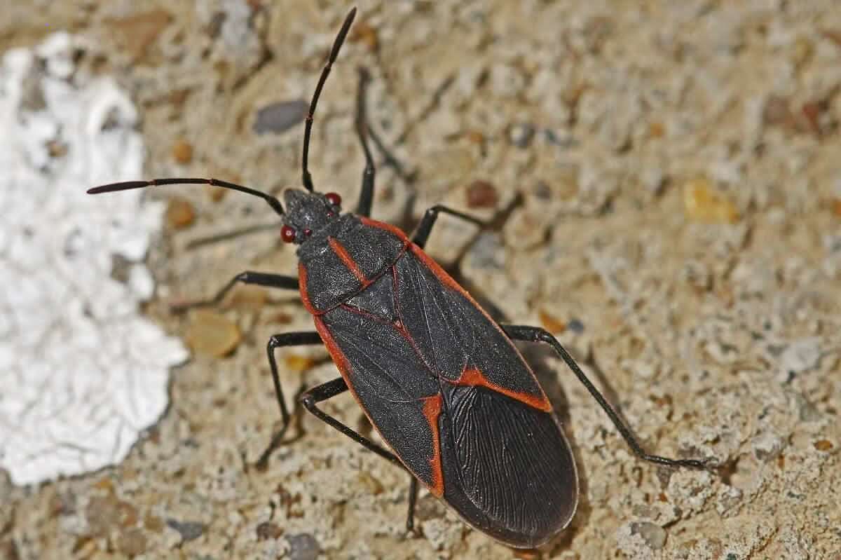 Box Elder Bug