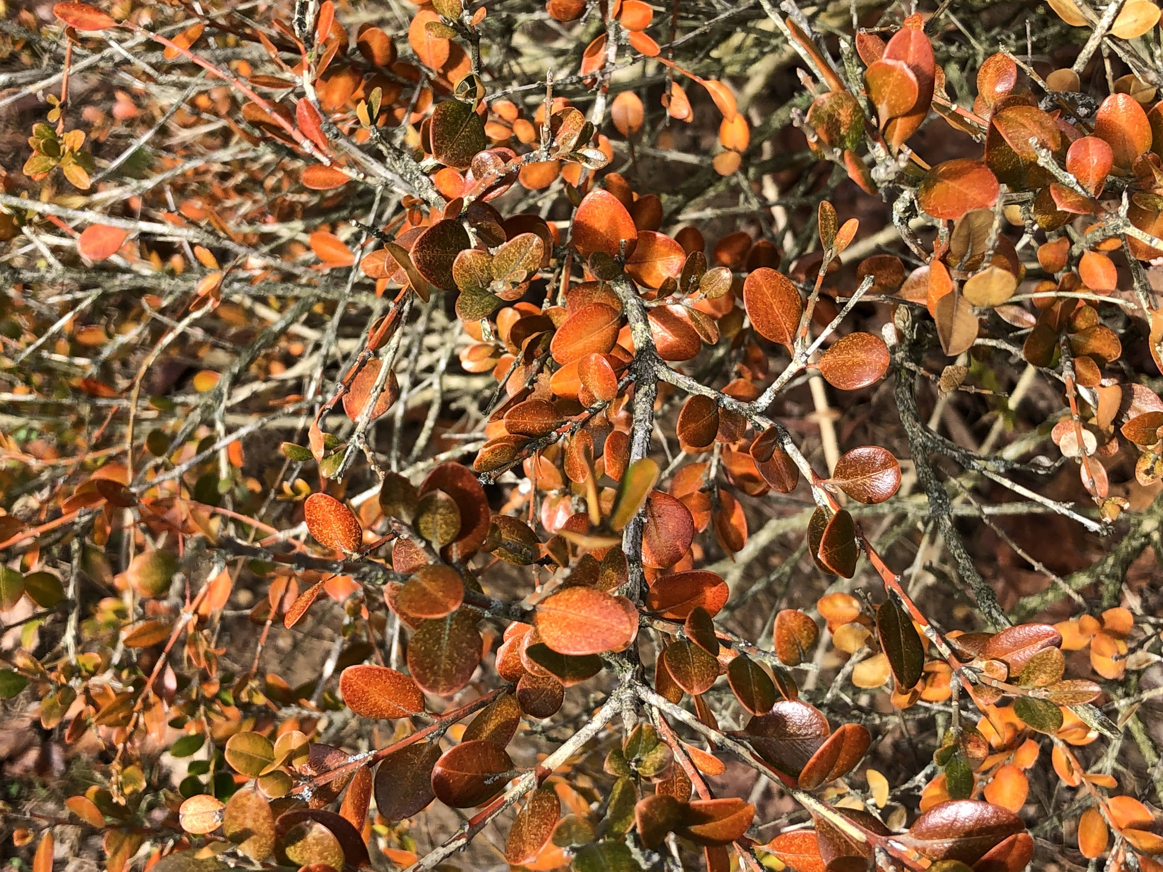 Boxwood Damage Brown Disease CC