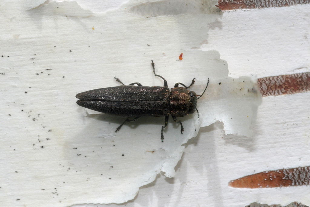 Bronze Birch Borer