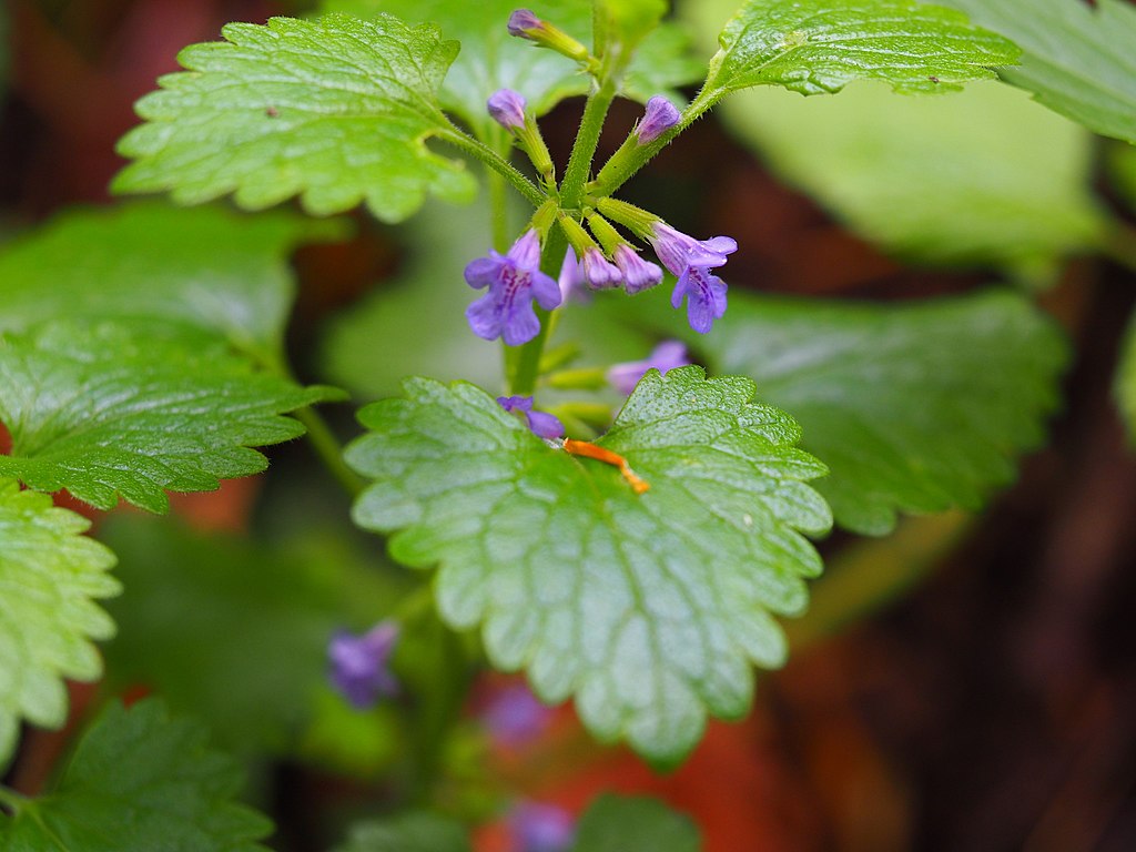 Ground Ivy