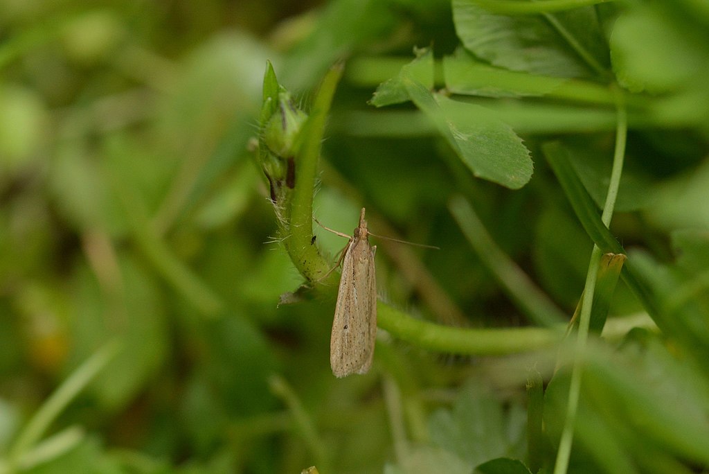 CC- Sod webworm