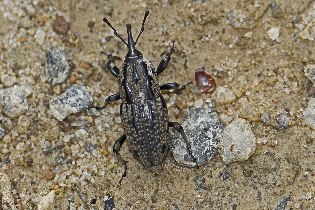 Billbug