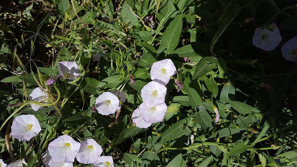 Bindweed in lawn