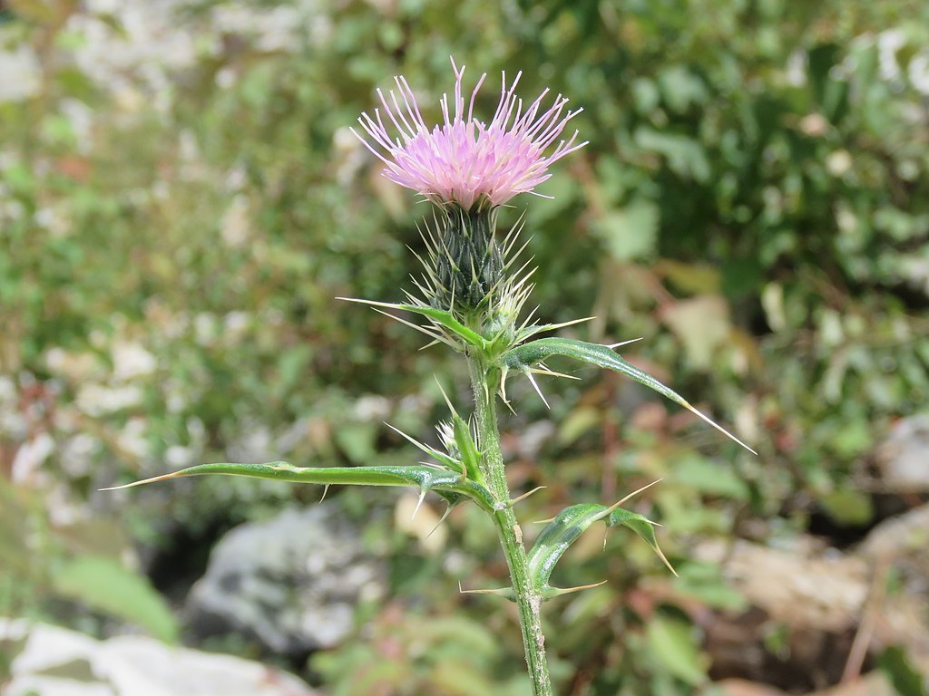 Canadian Thistle in lawn in fall