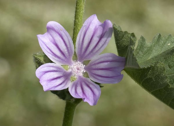 Common Mallow