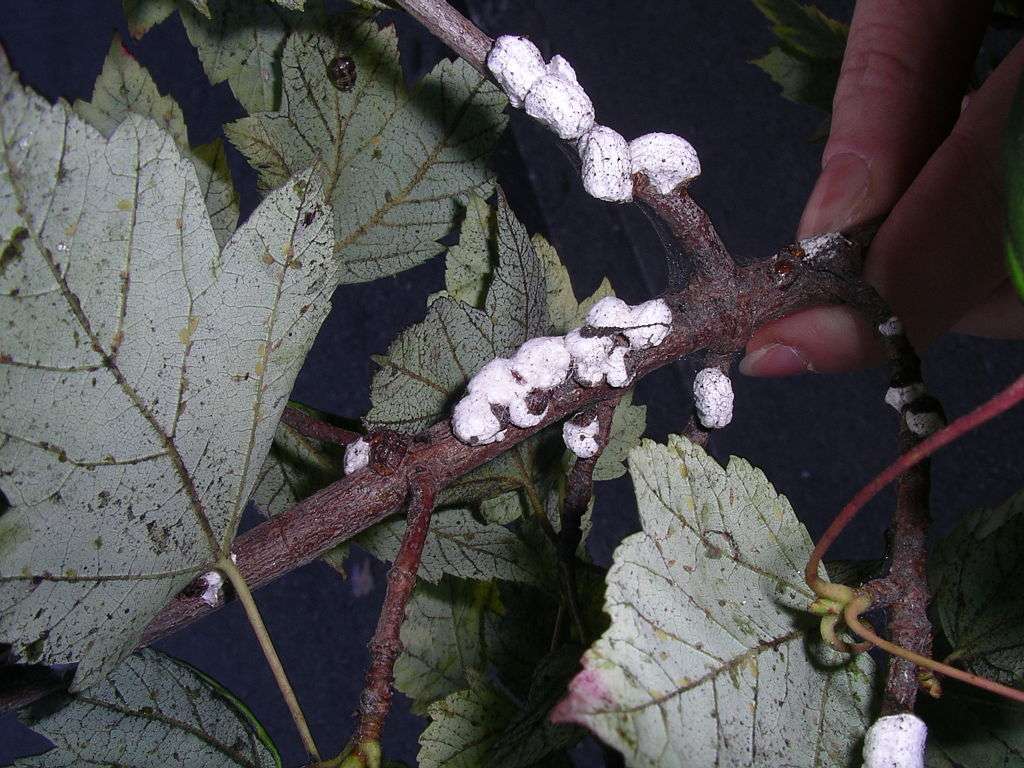 Cottony Maple Scale on branches