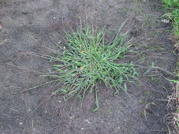 Crabgrass in lawn in Idaho