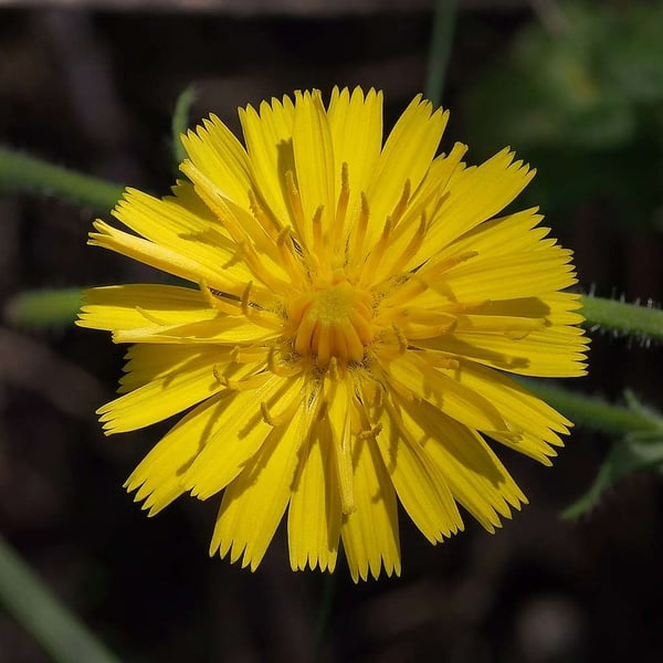 Dandelion