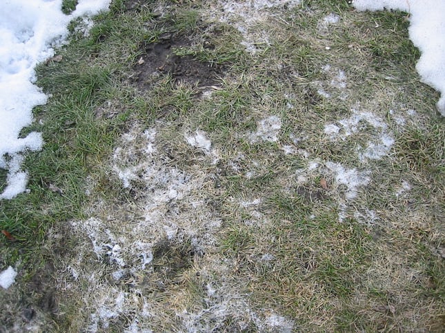 Gray Snow Mold (Typhula incarnata)
