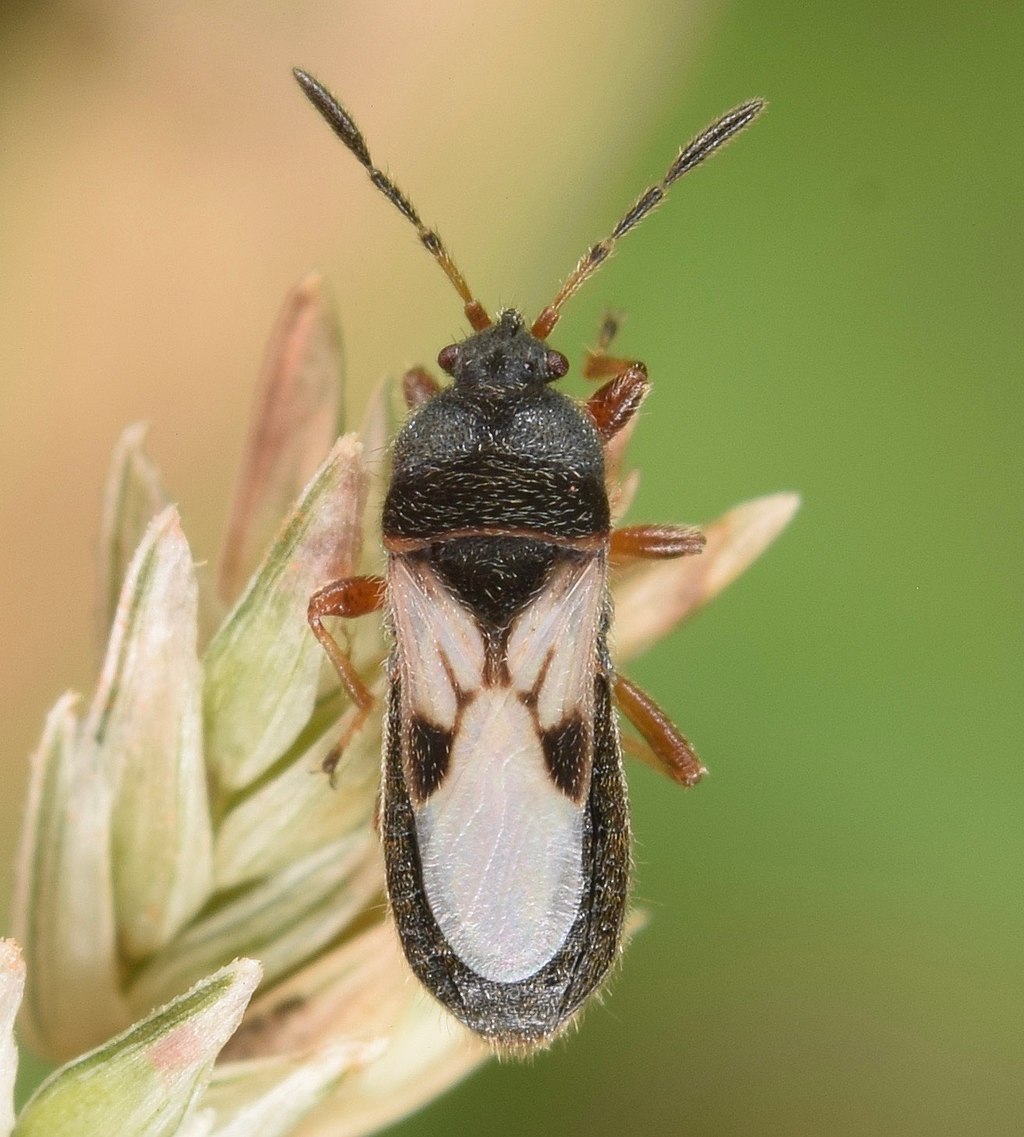 CC-Chinch Bug
