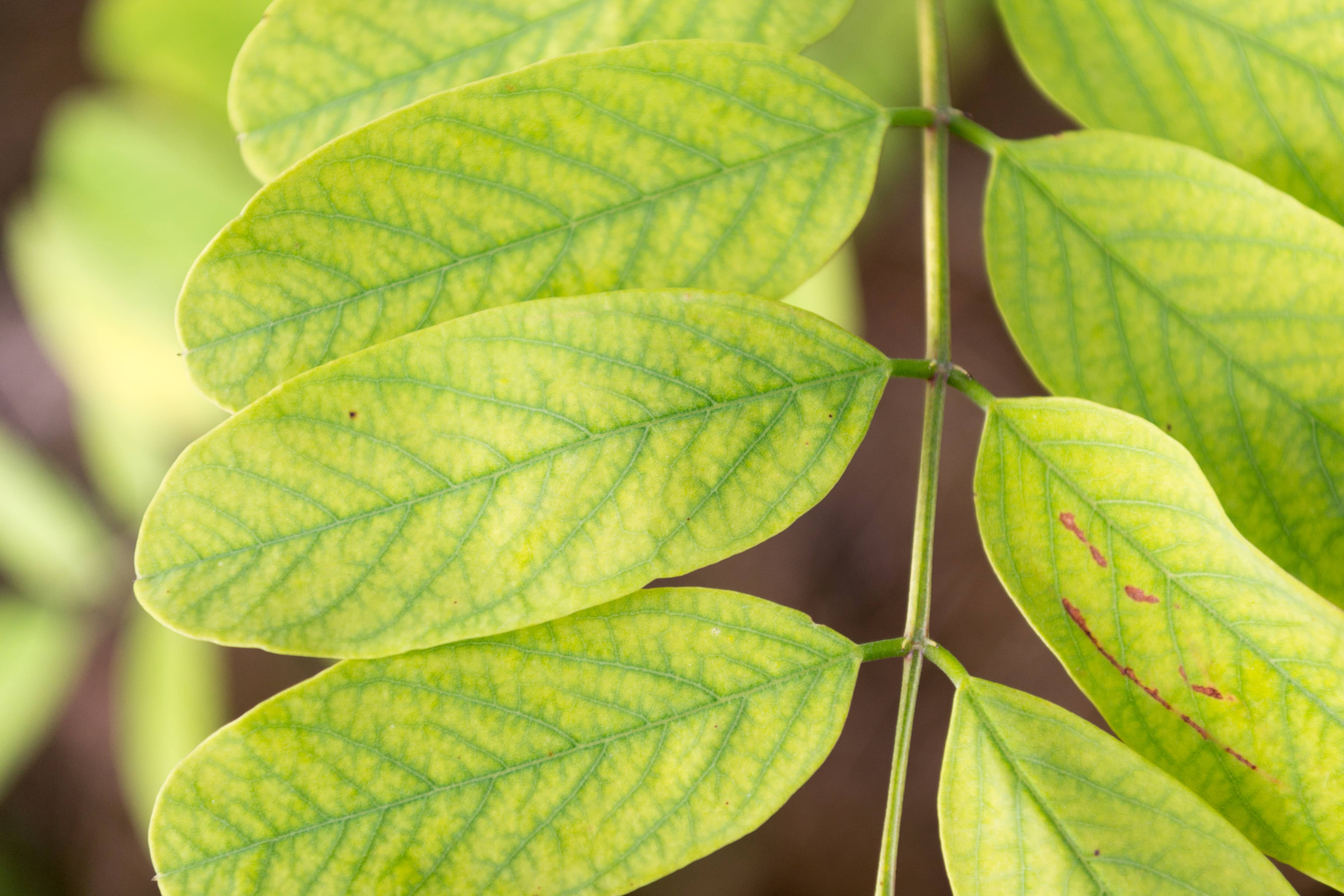 Iron chlorosis on walnut tree CC
