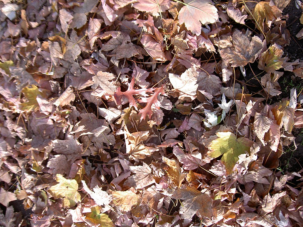 Leaves in lawn in spring