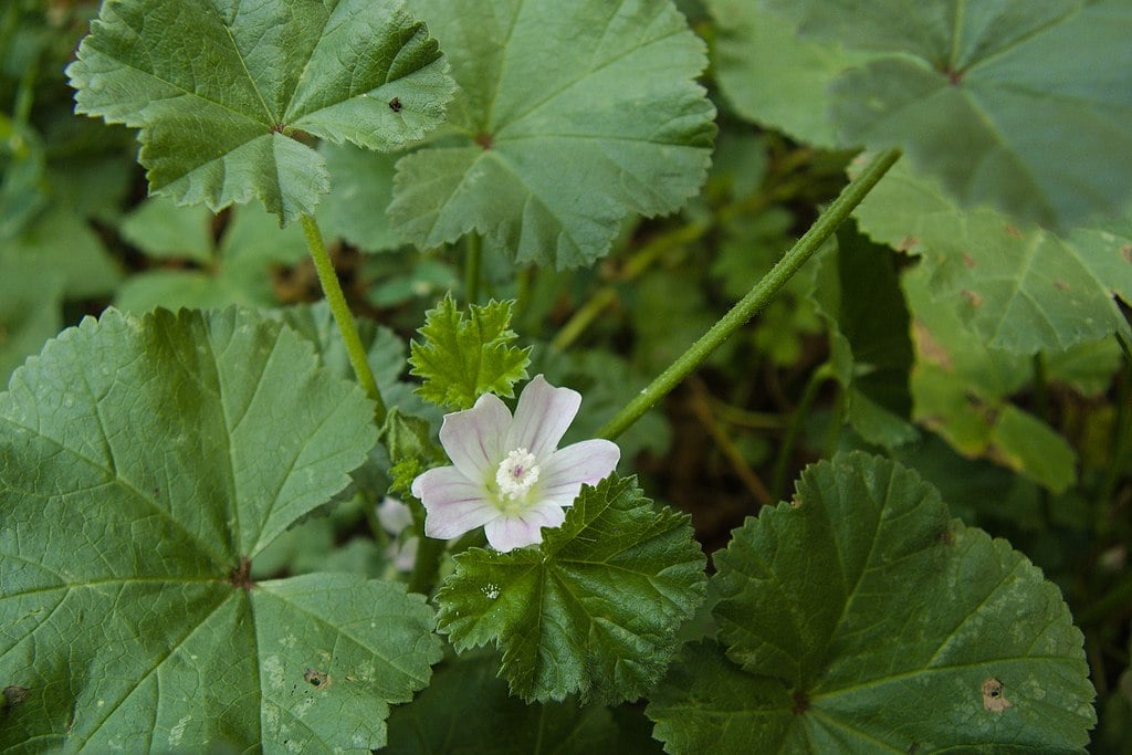 common mallow 