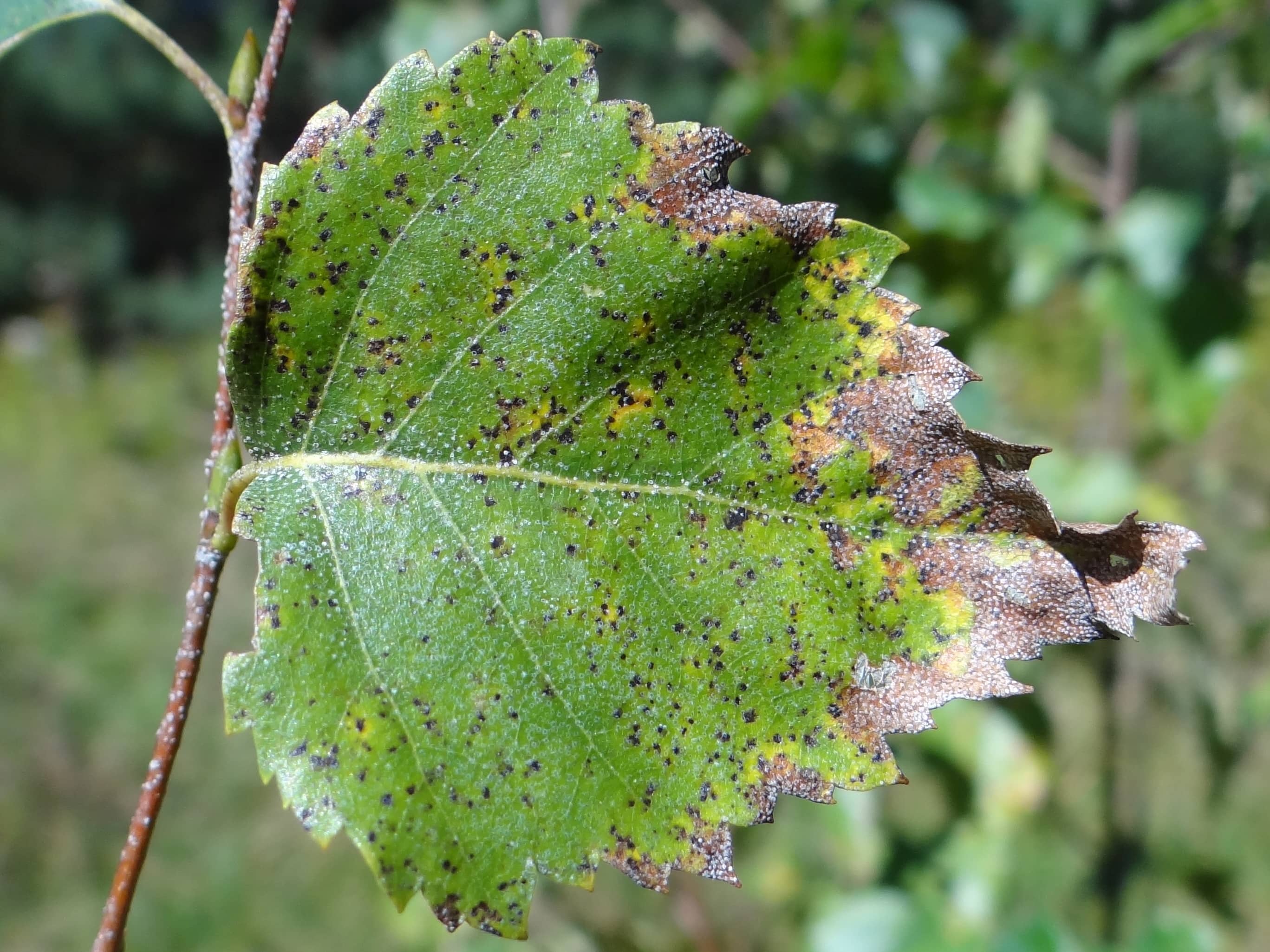 Marssonina leaf spot on birch tree CC