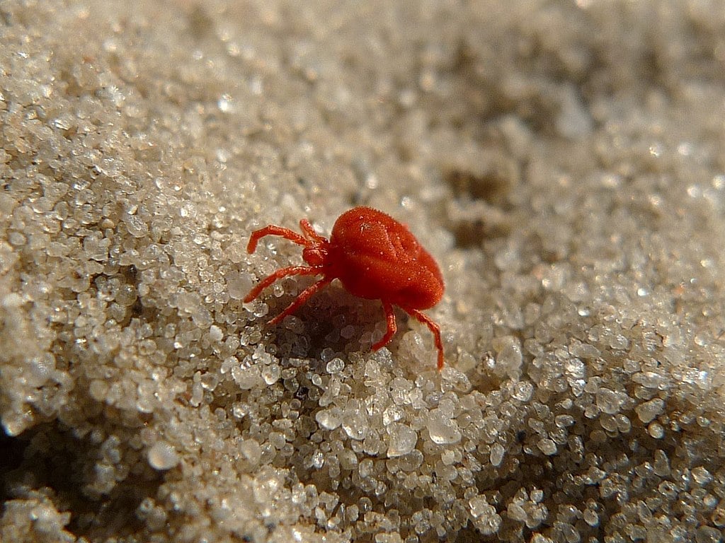 Clover Mite in sand