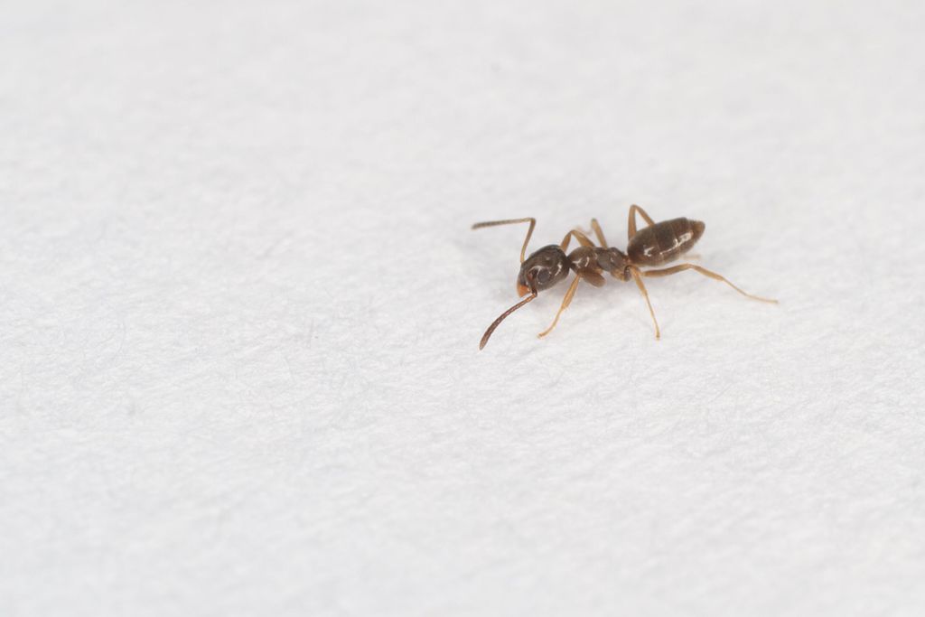 Odorous house ant