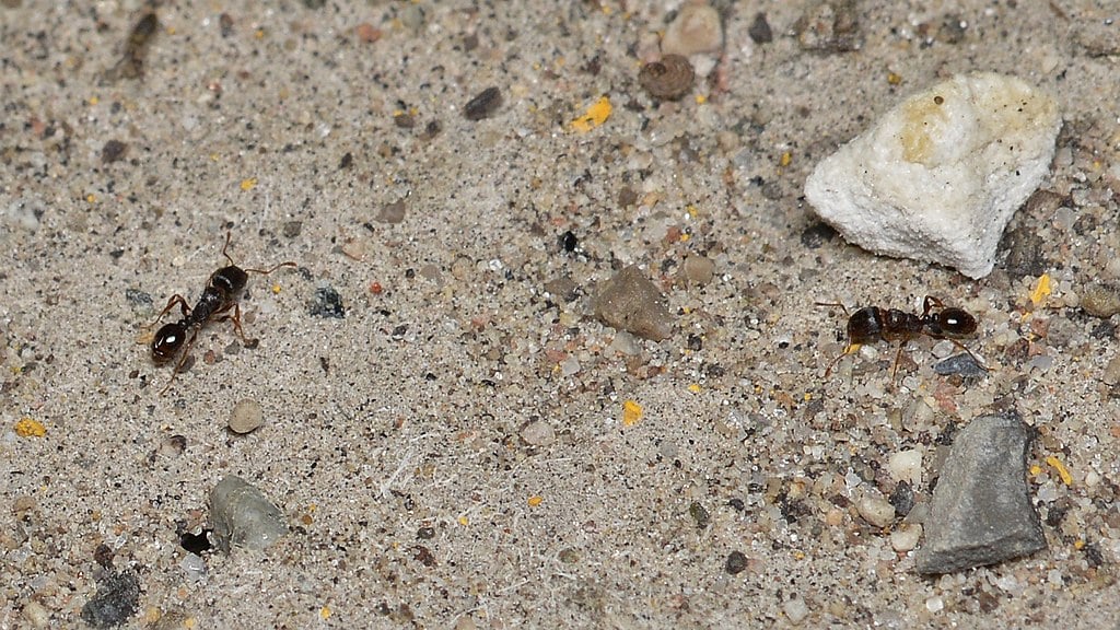 Pavement Ants