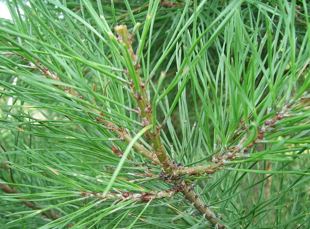 Pine Scale tree insect