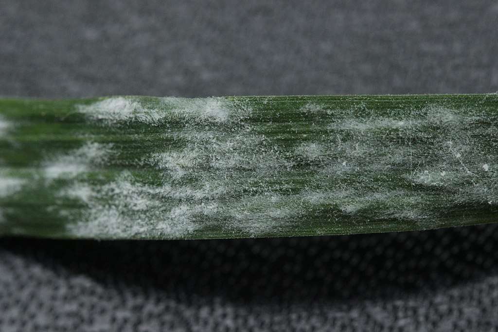 Powdery Mildew