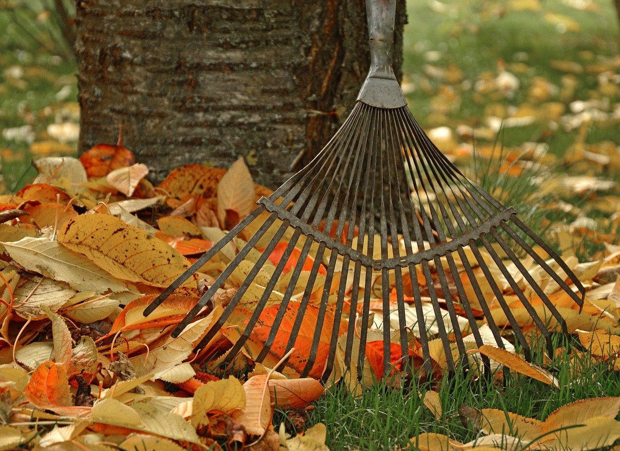 Raking leaves around tree