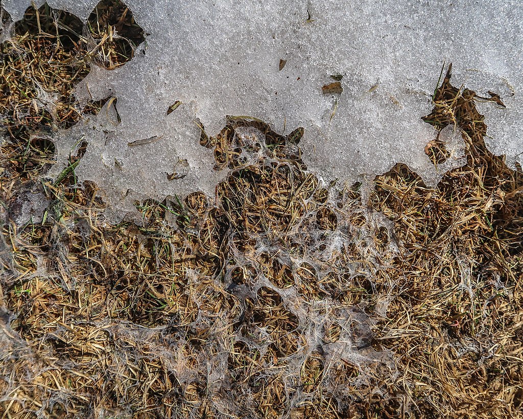 Snow mold in lawn