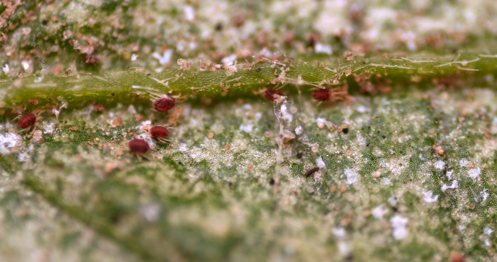 Spider Mites attacking tree leaves