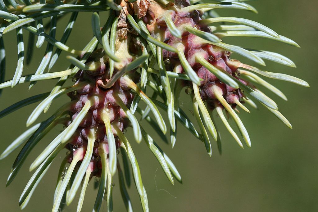 Spruce Gall Adelgid on branch