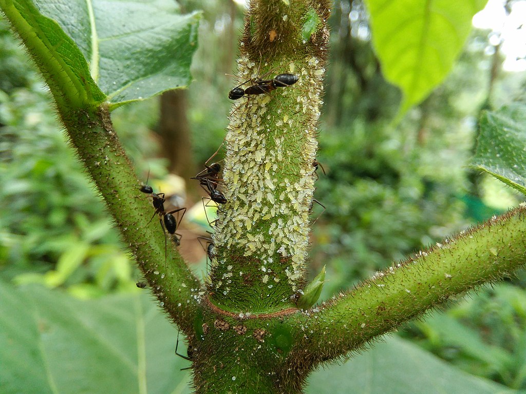 Tree Aphids