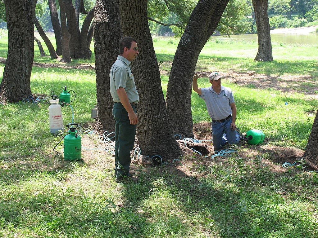 Tree injection being performed