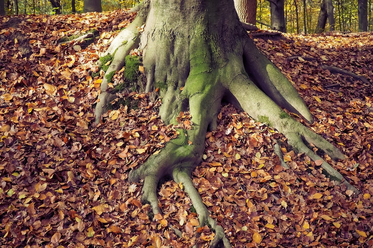 Tree roots and leaves