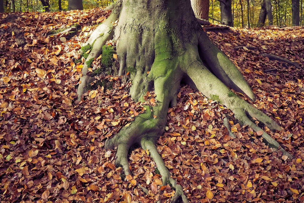 Tree roots and leaves