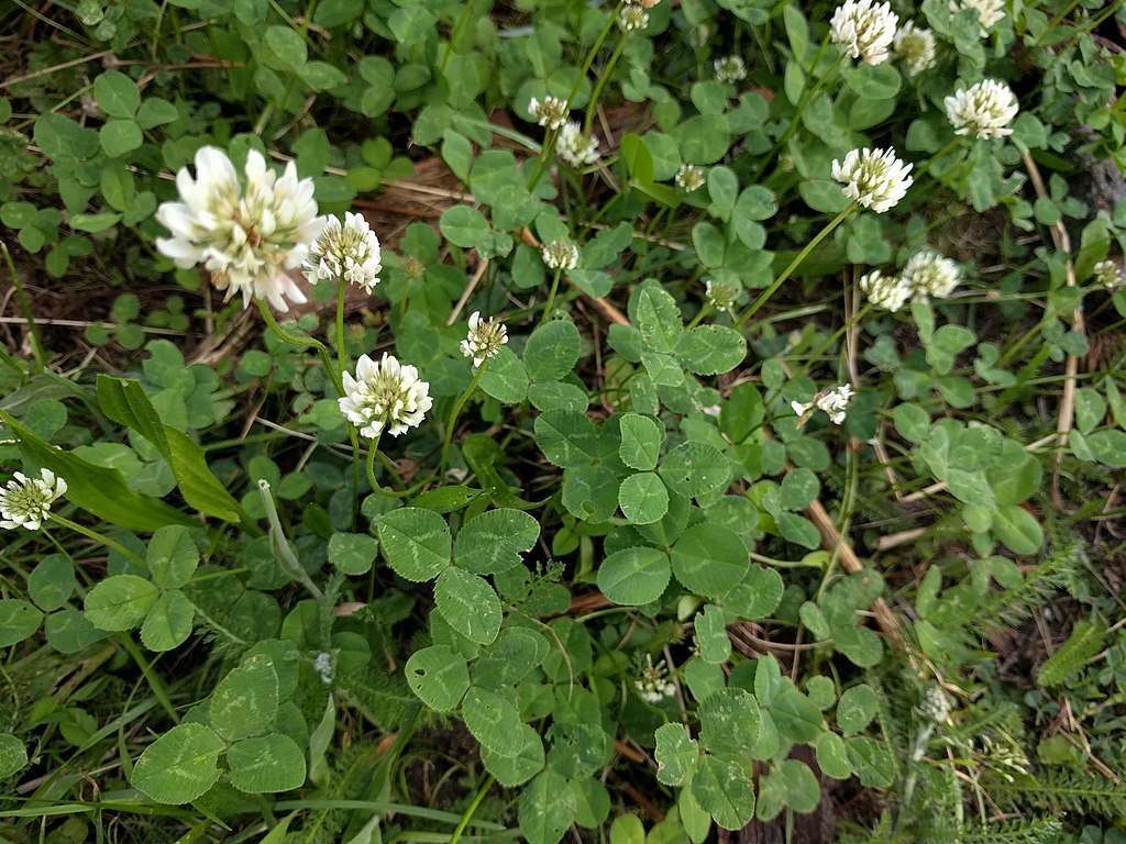 White Clover in lawn