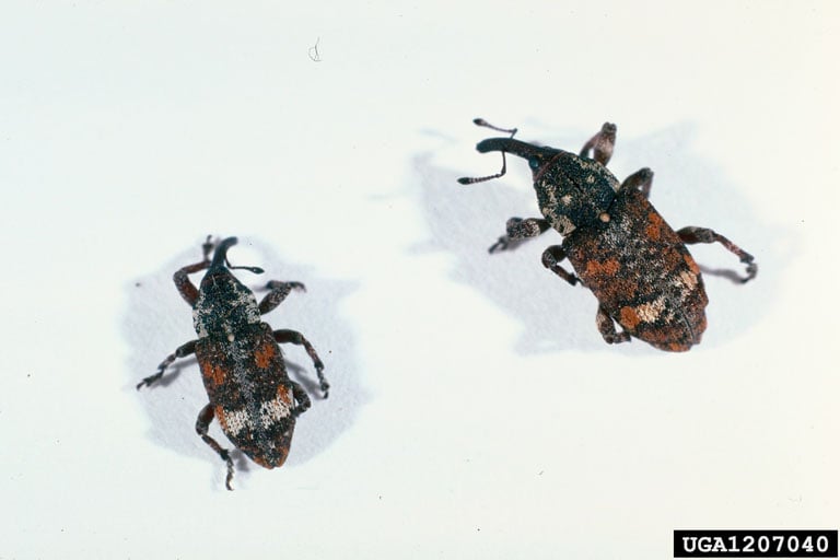 White Pine Weevils