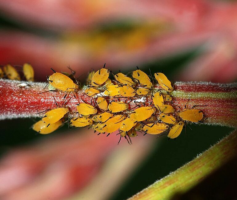 aphids on plant
