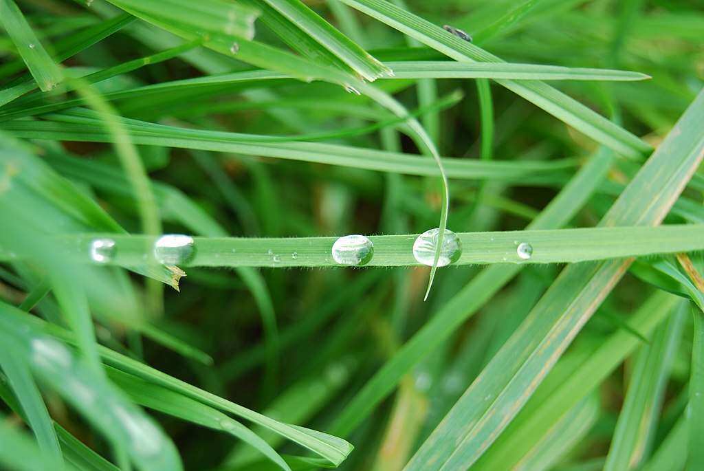 blade of grass