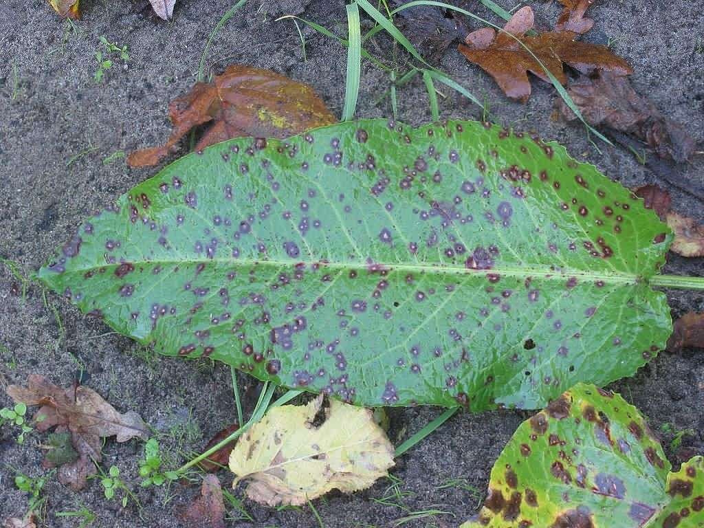 leaf spot