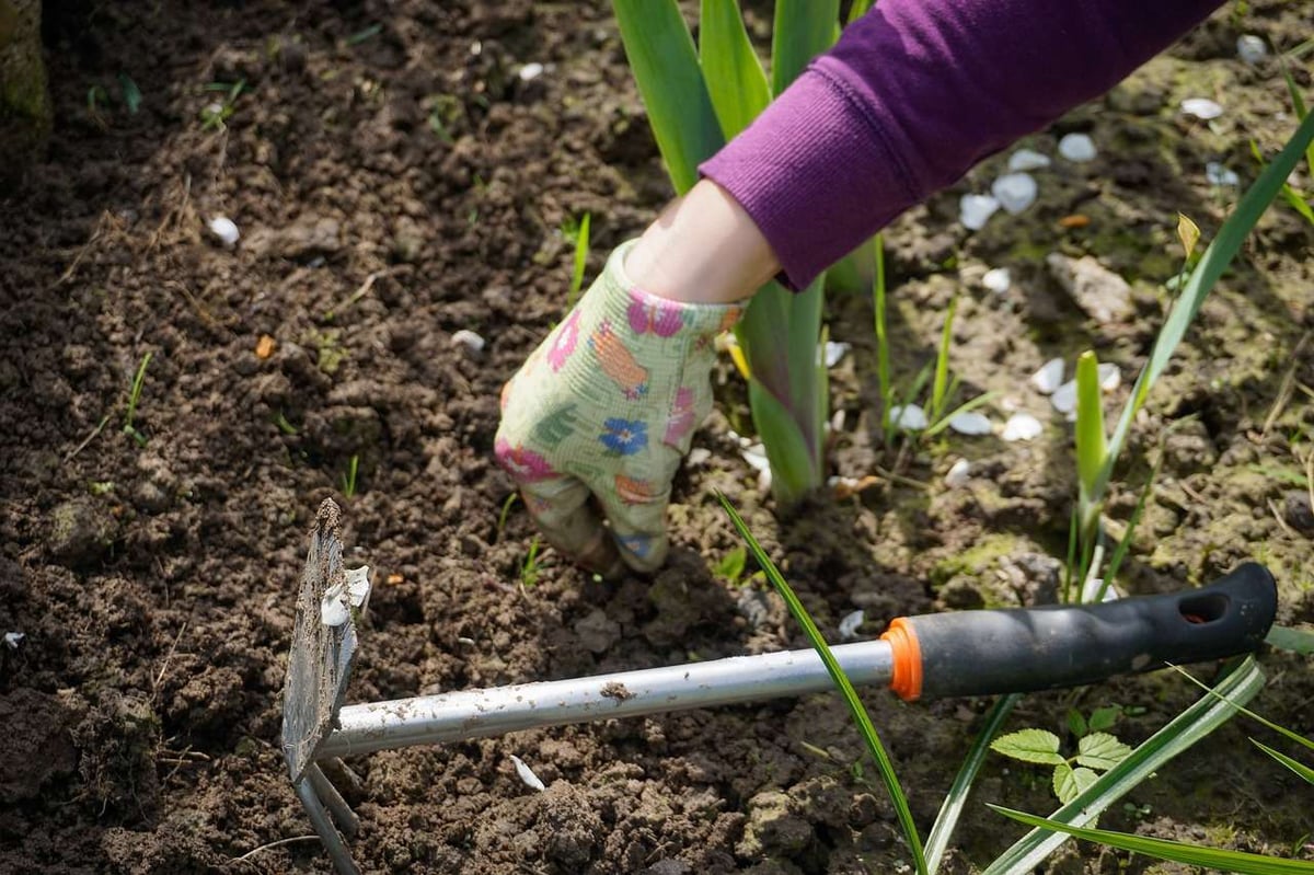 weeding in garden bed-CC