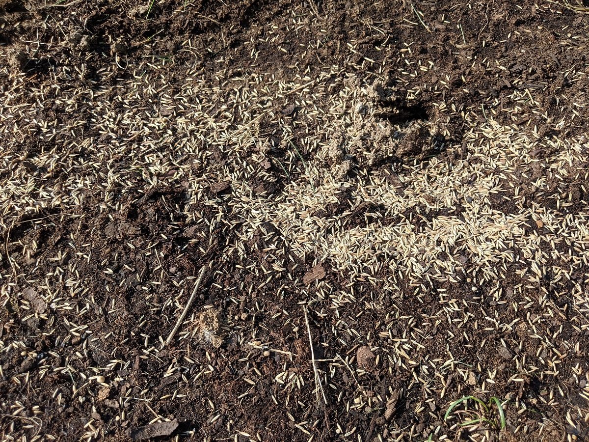 grass seed laid in bare spot in lawn