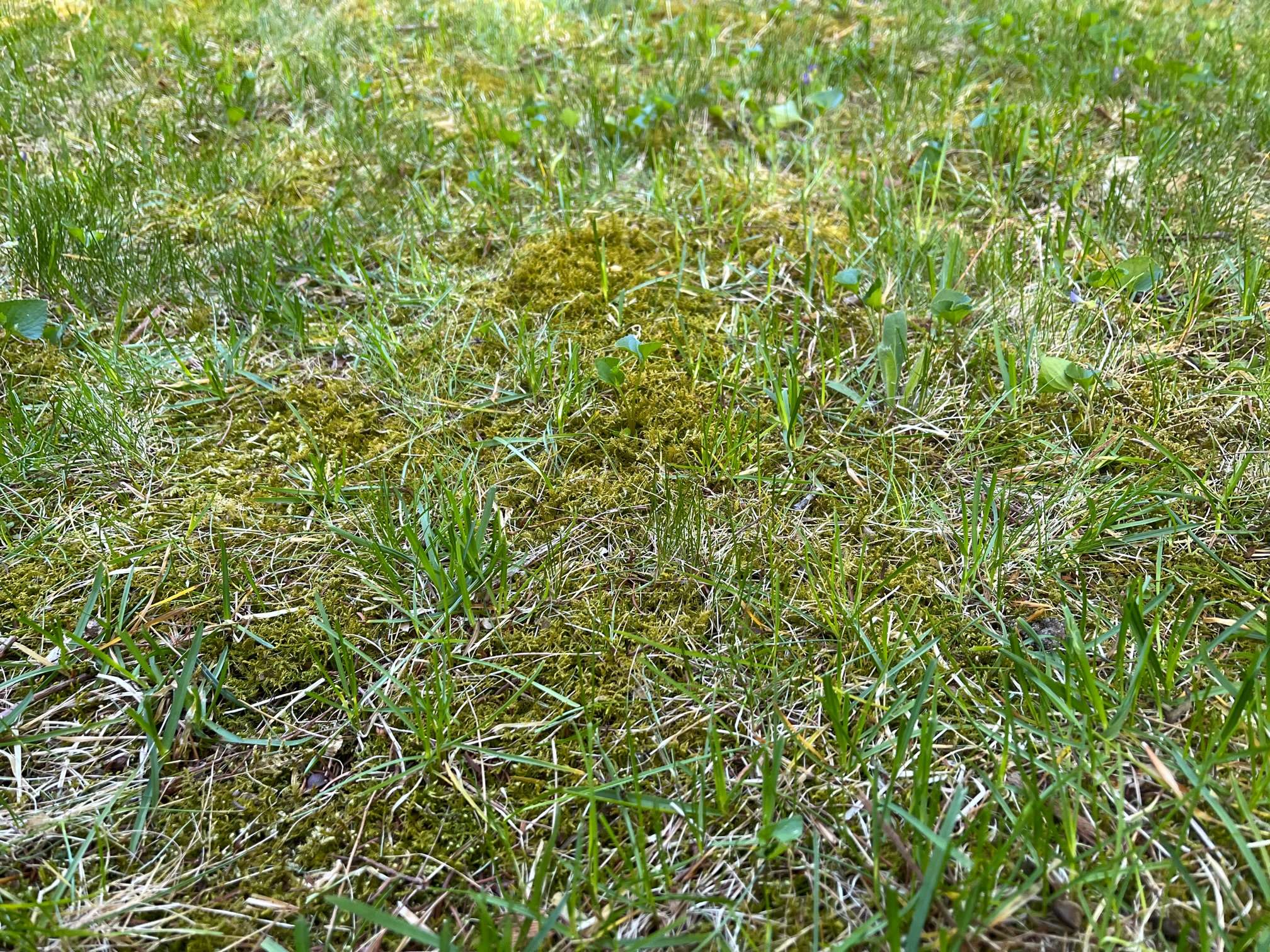 How to Get Rid of Moss in Your Lawn and Keep it Away