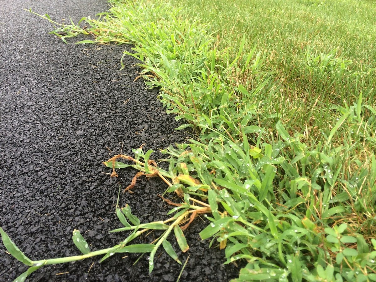 Crabgrass growing along edge of pavement