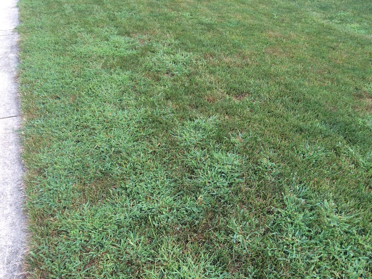 weeds growing in grass